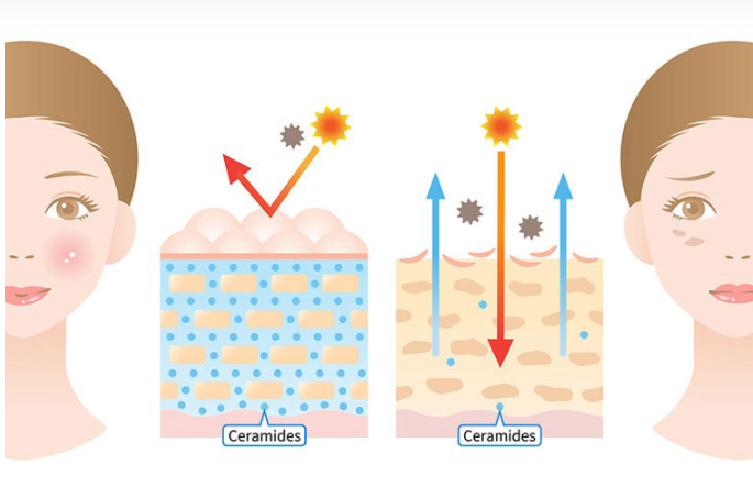 每天飲用Vegie果昔補充健康肌膚每天所需，對抗外來侵害!臨床實證能修補肌膚的天然屏障