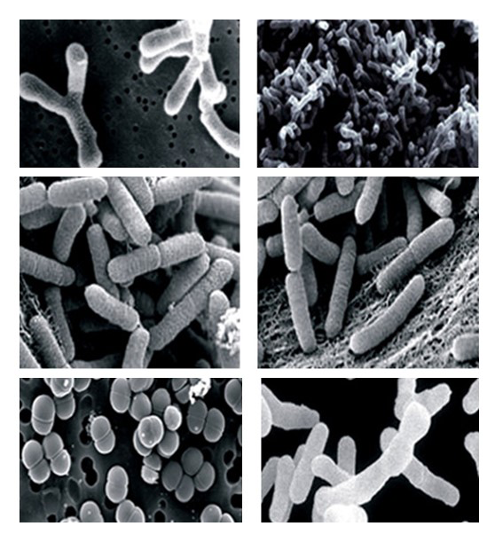 研究發現瘦菌有效消脂，提高免疫力，改善腸道