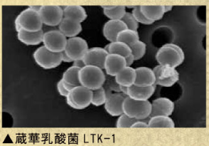 蔵華乳酸菌LTK-1